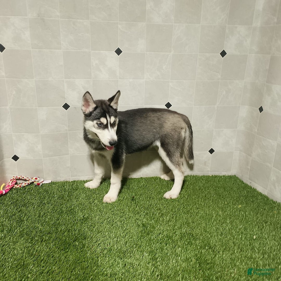 Siberian Husky dogs for sale: Laurie - Image 9