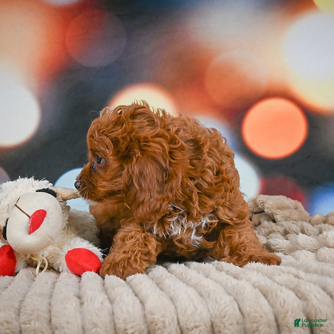 Cavapoo dogs for sale: Drover - Image 13
