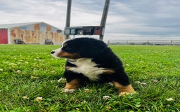 Bernese Mountain Dog dogs for sale: Meghan - Image 11