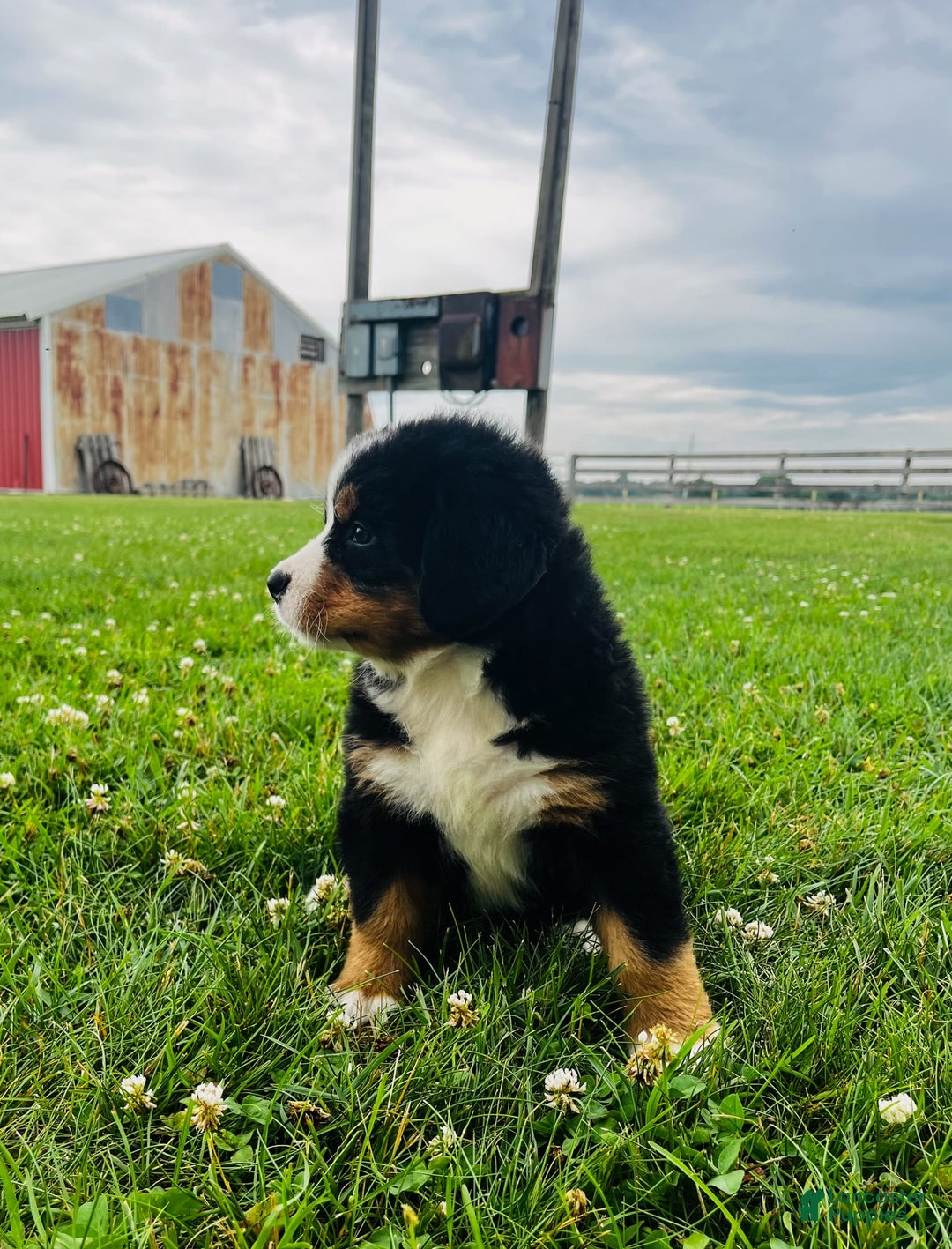 Bernese Mountain Dog dogs for sale: Meghan - Image 11