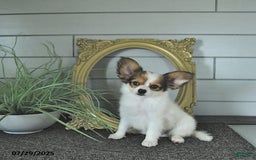 Papillon dogs for sale: Brett - Image 2