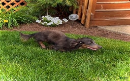 Miniature Dachshund dogs for sale: Donald - Petite - Image 7