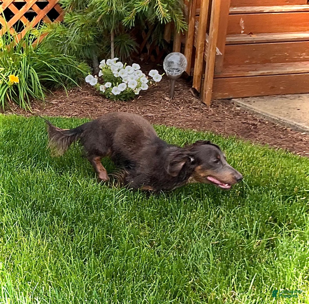 Miniature Dachshund dogs for sale: Donald - Petite - Image 7