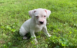 Boxer dogs for sale: Scott - Image 6