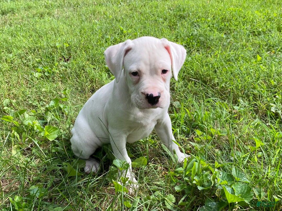Boxer dogs for sale: Scott - Image 6