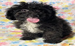 Cavapoo dogs for sale: Alberto - Image 2