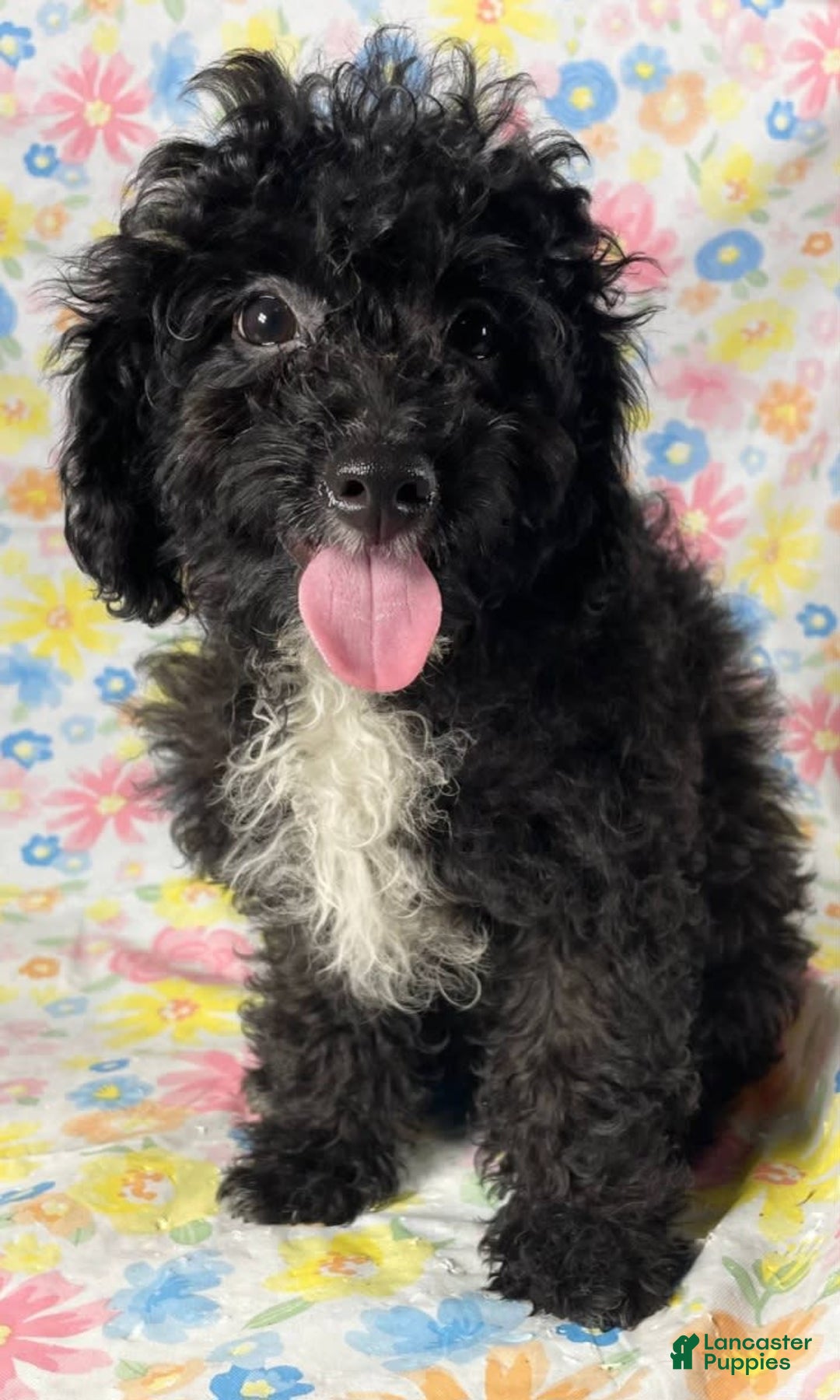 Cavapoo dogs for sale: Alberto - Image 2
