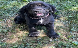Cocker Spaniel dogs for sale: Mitch - Image 6