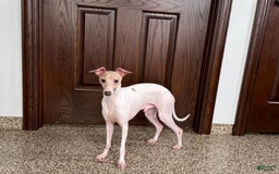 Italian Greyhound dogs for sale: Robbie - Image 5