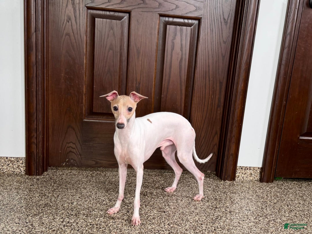 Italian Greyhound dogs for sale: Robbie - Image 5