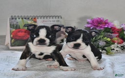 Boston Terrier dogs for sale: Harley - Image 3