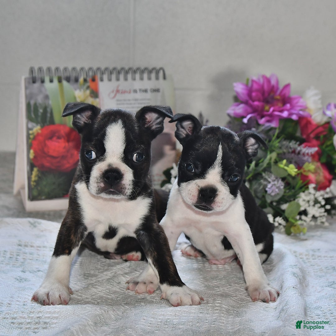 Boston Terrier dogs for sale: Harley - Image 3