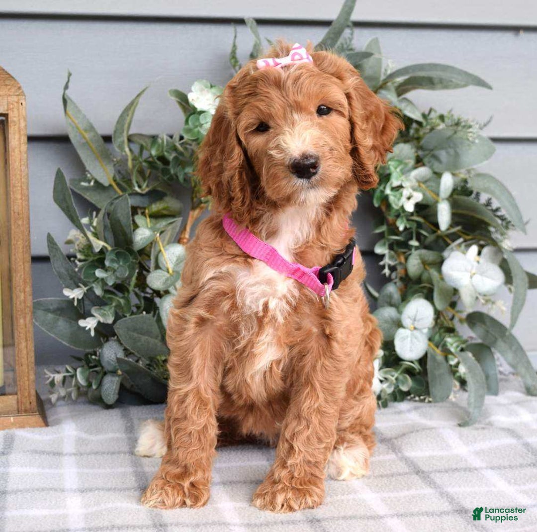 Goldendoodle dogs for sale: Addison - Image 7