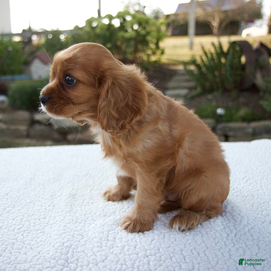 Cavalier King Charles Spaniel dogs for sale: Cruz - Image 2