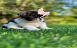 Shih Tzu dogs for sale: Jill - Image 1