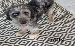 Mini Aussiedoodle dogs for sale: Ernest - Image 9