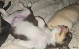 Chihuahua dogs for sale: Long Hair Chocolate/white Boy - Image 2