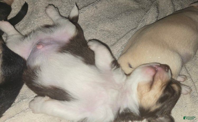 Chihuahua dogs for sale - Ad 5