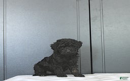 Miniature Poodle dogs for sale: Tia Extra Small - Image 7