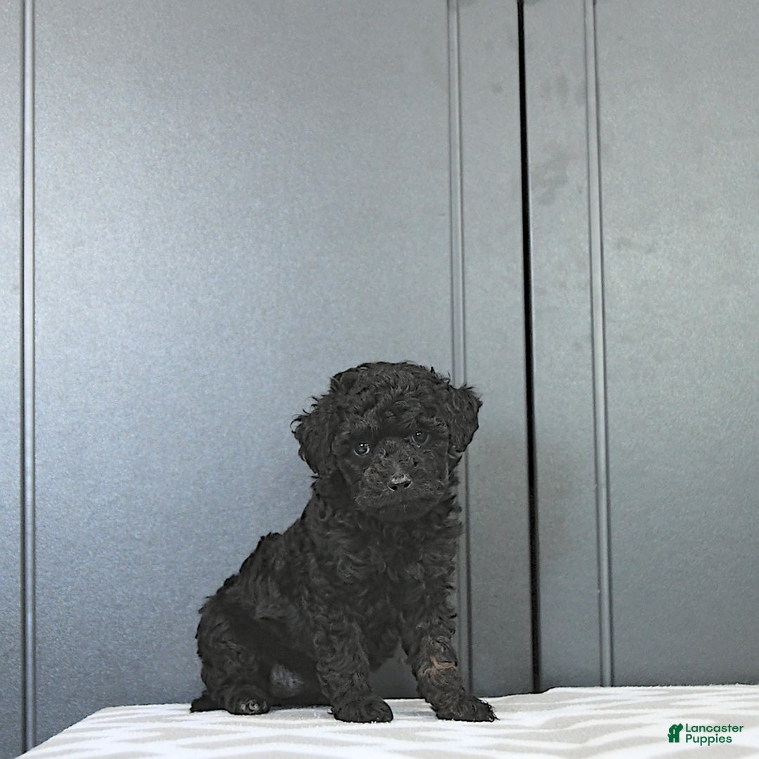 Miniature Poodle dogs for sale: Tia Extra Small - Image 7