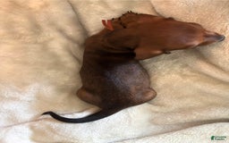 Miniature Dachshund dogs for sale: Miniature Dachshund 3 puppies - Image 4