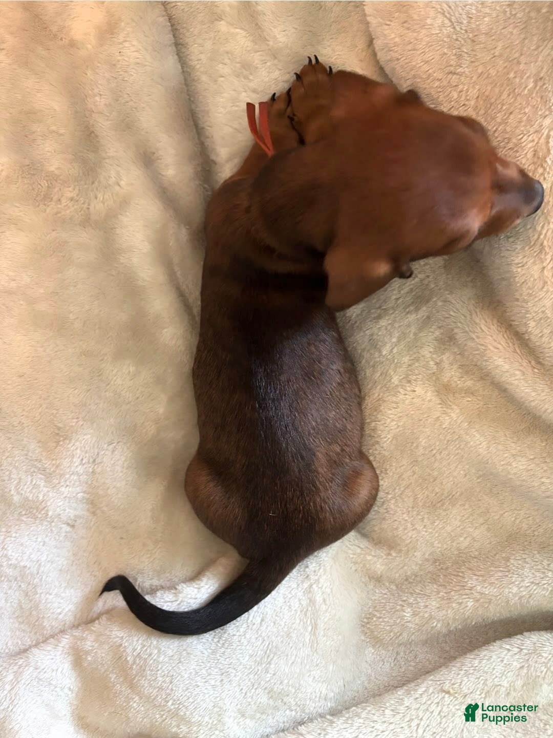 Miniature Dachshund dogs for sale: Miniature Dachshund 3 puppies - Image 4
