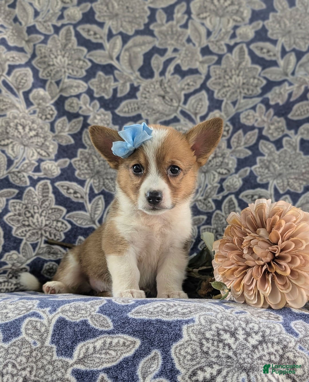 Welsh Corgi Pembroke dogs for sale: Kaelee - Image 5