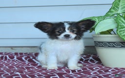 Papillon dogs for sale: Milo - Image 9
