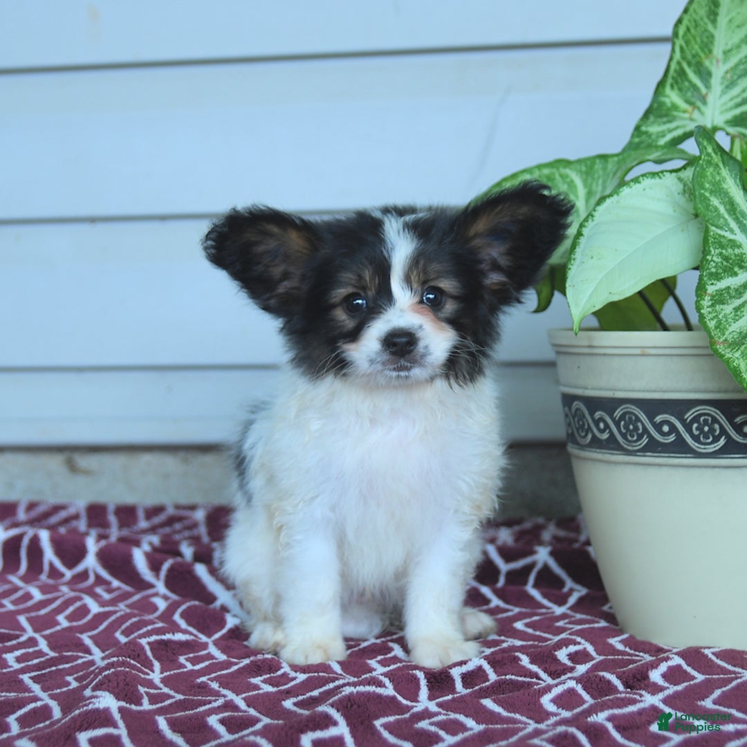 Papillon dogs for sale: Milo - Image 9