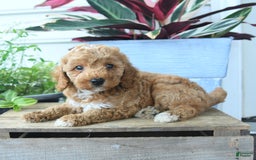Mini Goldendoodle dogs for sale: Vegas - Image 3