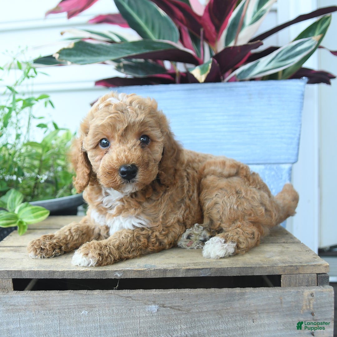 Mini Goldendoodle dogs for sale: Vegas - Image 3