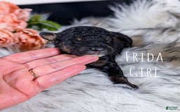 Mini Bernedoodle dogs for sale: Frida - Image 1