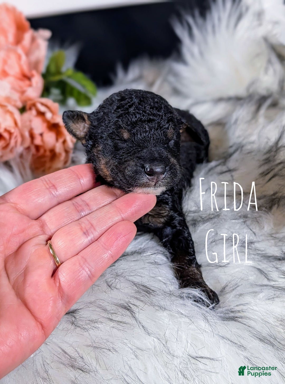 Mini Bernedoodle dogs for sale: Frida - Image 1