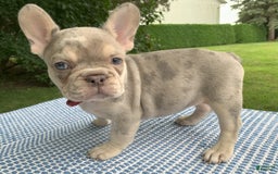 French Bulldog dogs for sale: Isabella - Image 6