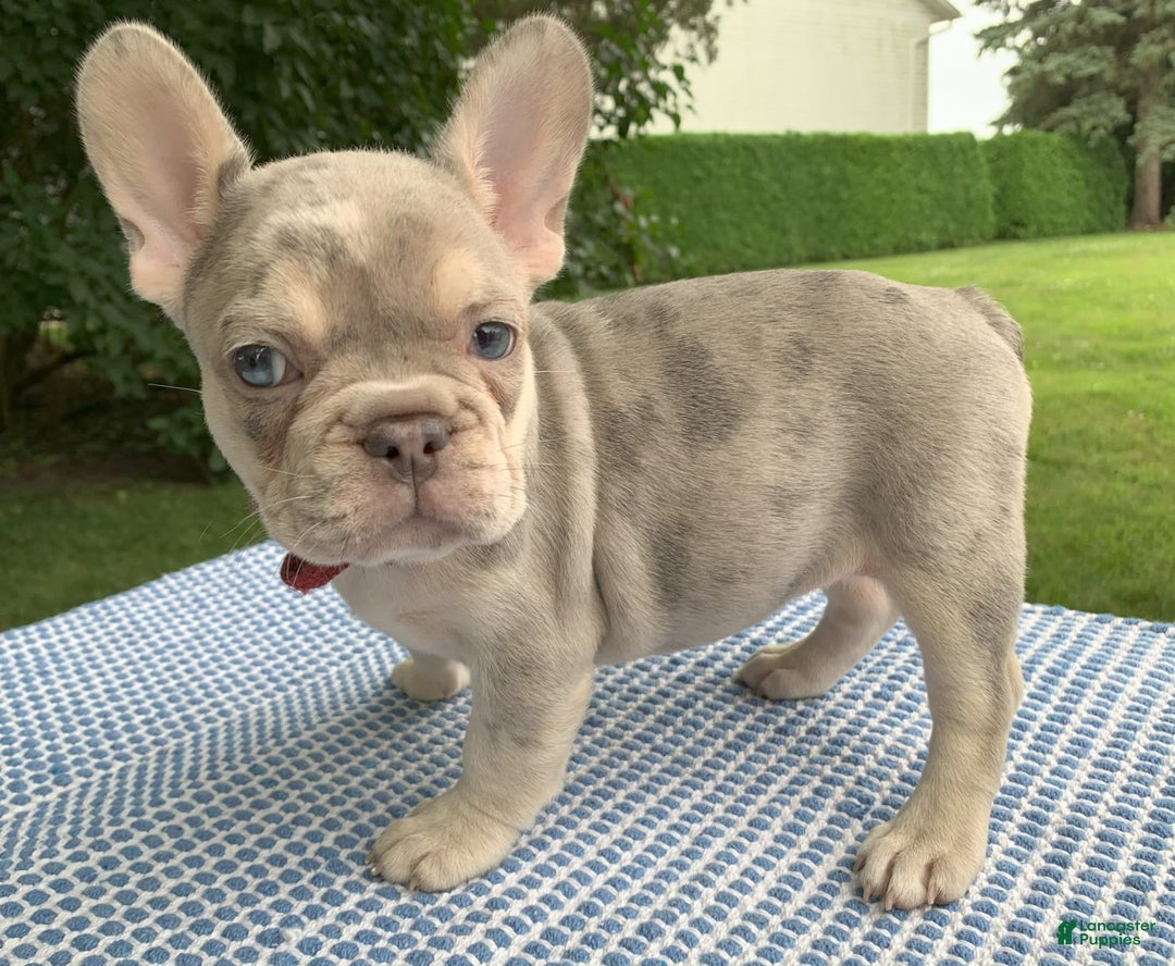 French Bulldog dogs for sale: Isabella - Image 6