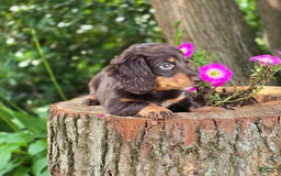 Miniature Dachshund dogs for sale: Casey - Image 2
