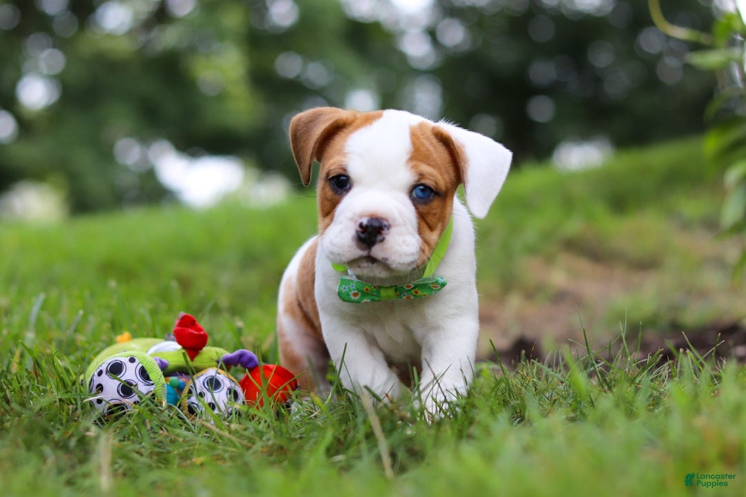 Beabull dogs for sale: Harley - Image 6