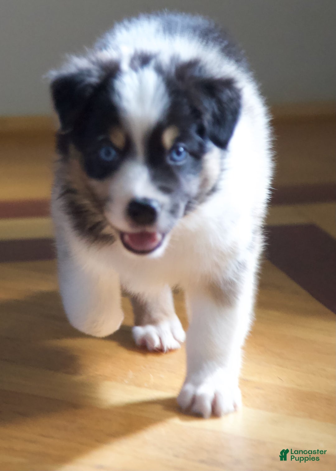 Australian Shepherd dogs for sale: Blueberry - Image 6