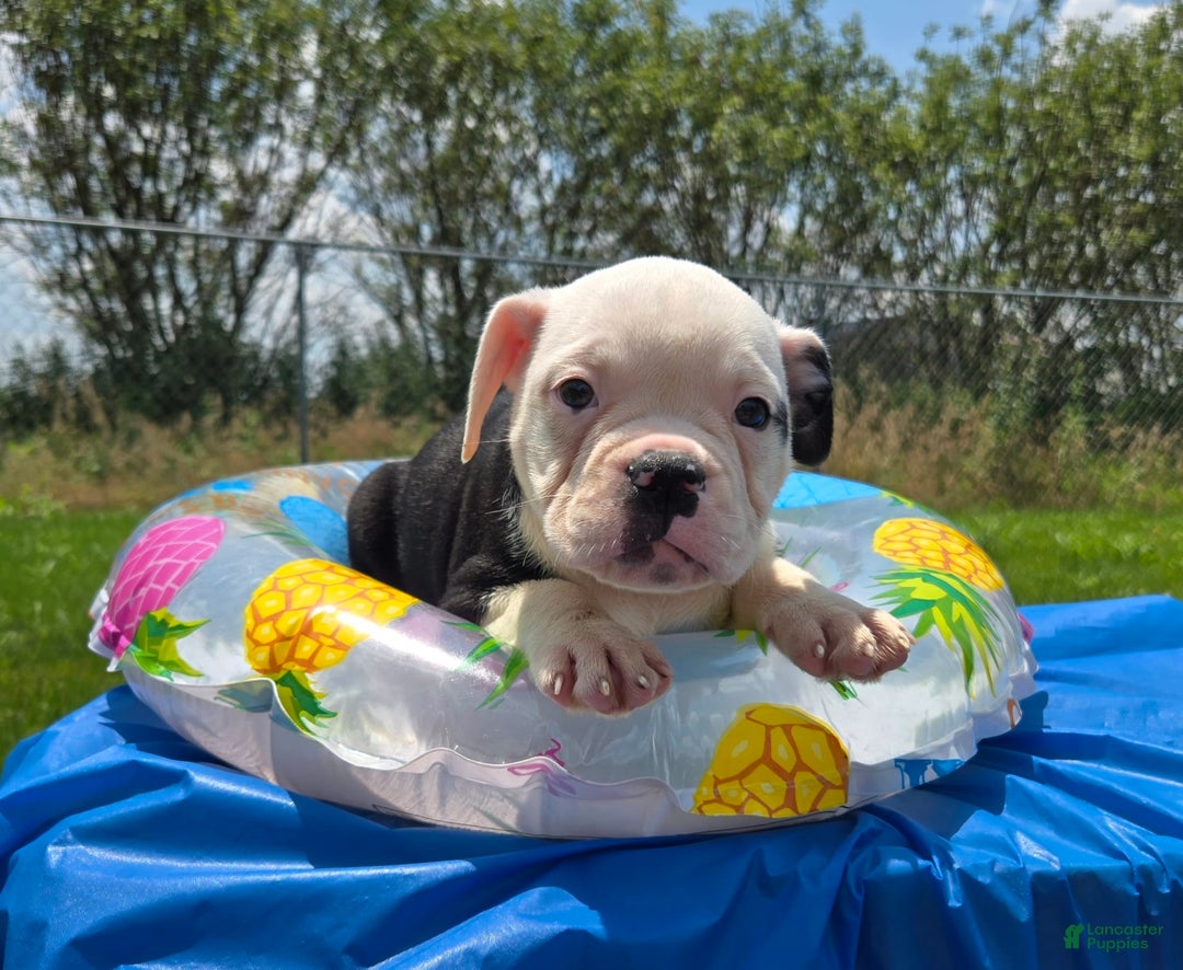 Olde English Bulldogge dogs for sale: Roger - Image 25
