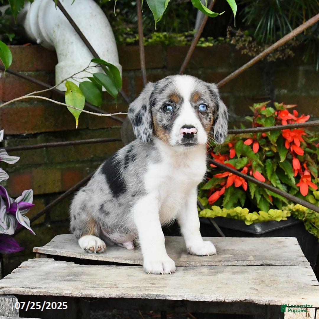 Miniature Australian Shepherd dogs for sale: Felix - Image 3