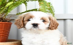 Cavapoo dogs for sale: Sky - Image 1