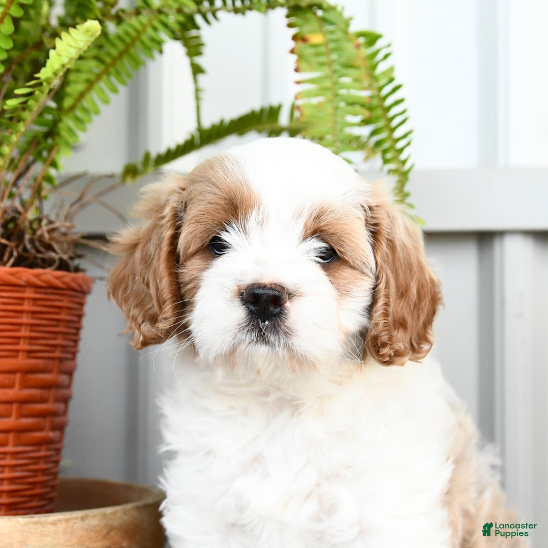 Cavapoo dogs for sale: Sky - Image 1