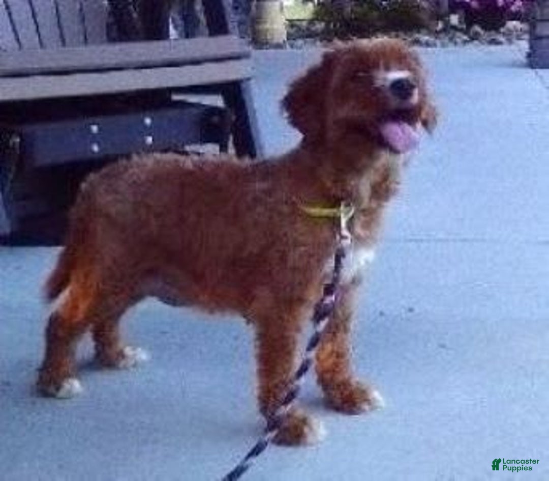 Cavapoo dogs for sale: Tinker - Image 10