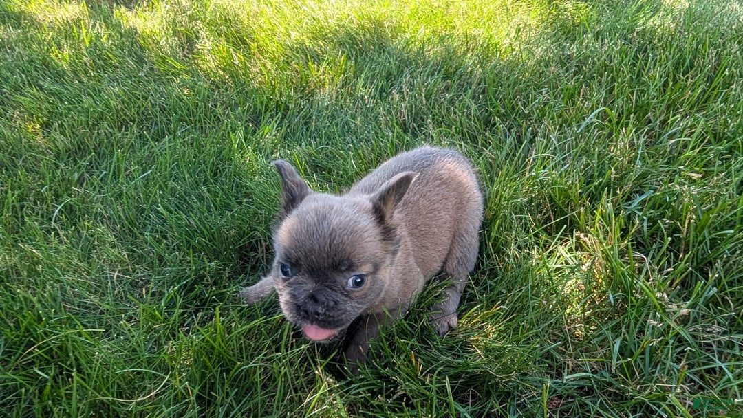 French Bulldog dogs for sale: Tyson - Image 1
