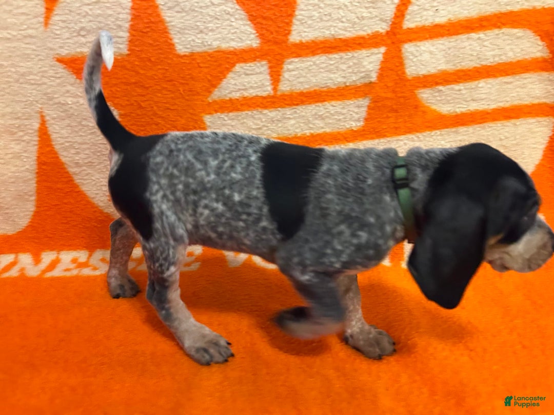 Coonhound dogs for sale: Tina - Image 2