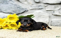 Miniature Dachshund dogs for sale: Zola - Image 3
