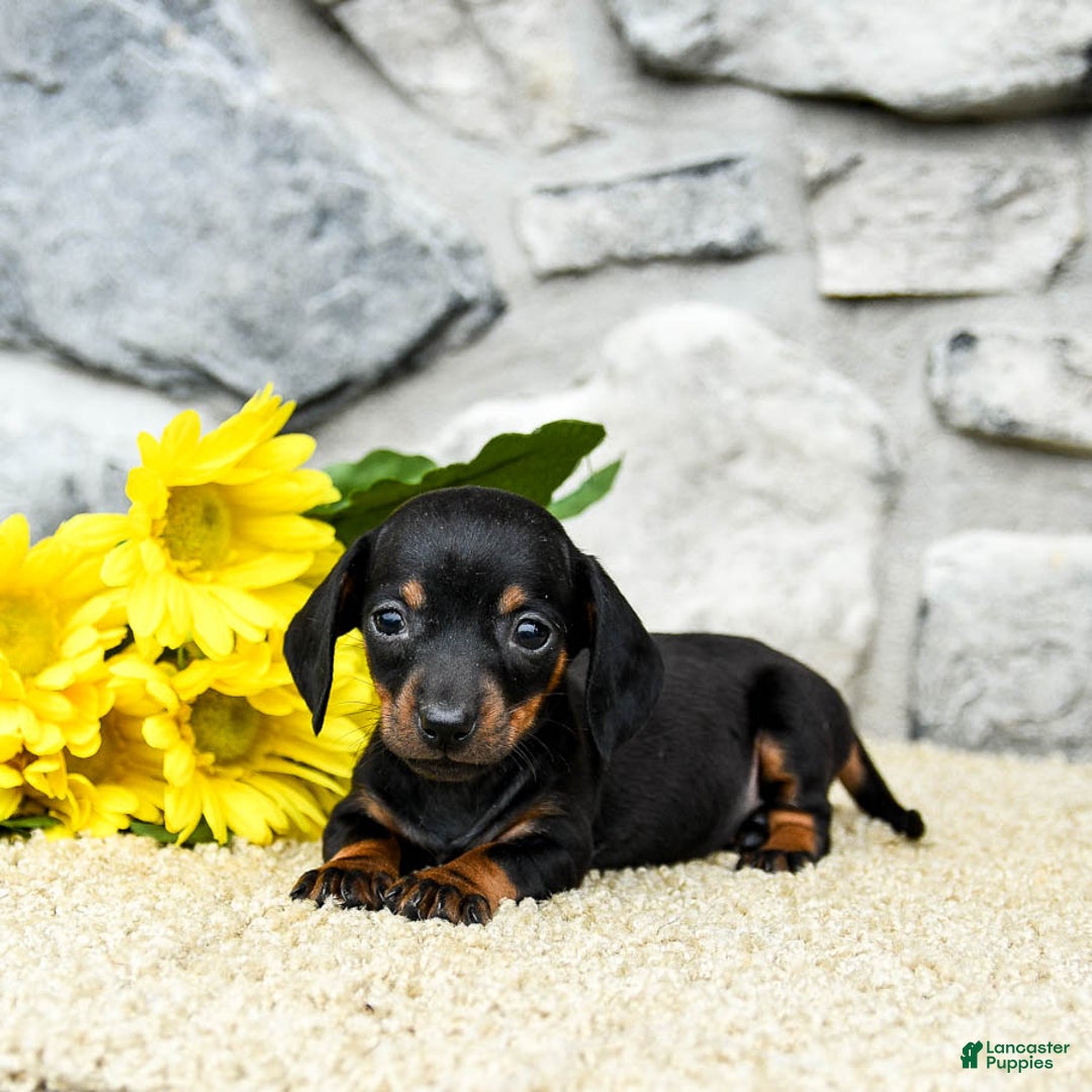 Miniature Dachshund dogs for sale: Zola - Image 3