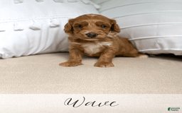 Mini Goldendoodle dogs for sale: Wave - Image 10