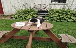 Border Collie dogs for sale: Tipper - Image 3