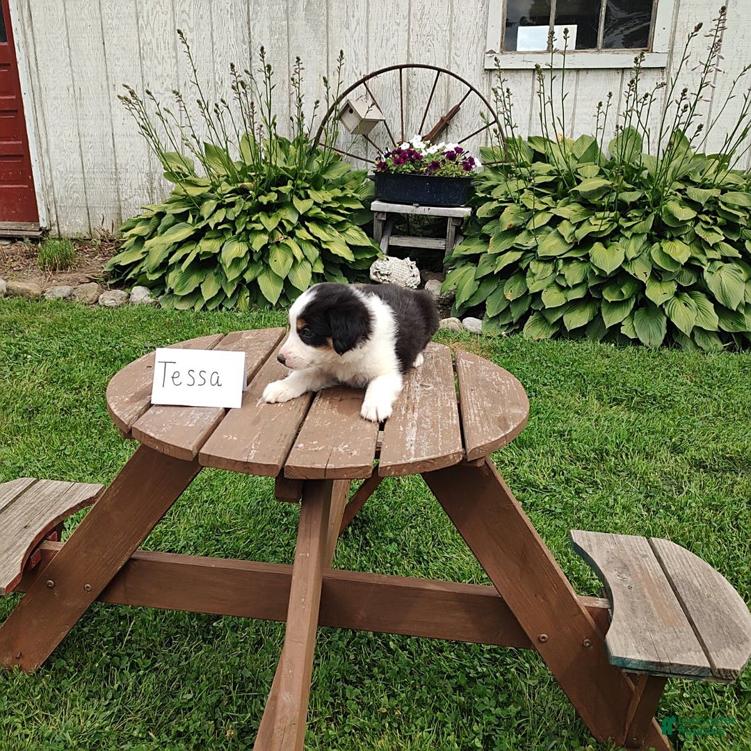 Border Collie dogs for sale: Tipper - Image 3